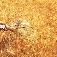 درخواست اجاره زمین کشاورزی )زمین اجاره میکنم)