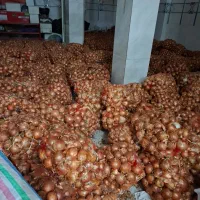 پیاز زرد اعلا مغان