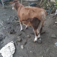 گوساله نر جرسی