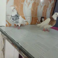 طوقی|پرنده|تبریز, |دیوار