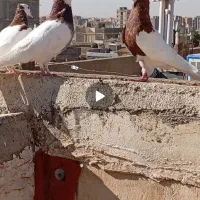 کبوترو کفتر|تبلت|نیشابور, شهرک بسیج|دیوار