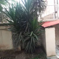 فروش گل