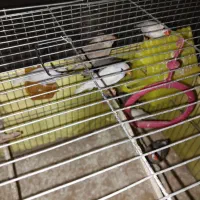 تعدادی فنچ نروماده زبرا  جهت فروش می باشد|پرنده|تهران, امیریه|دیوار