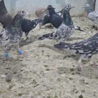 ۲۰ عدد کوهی|پرنده|کارون, |دیوار