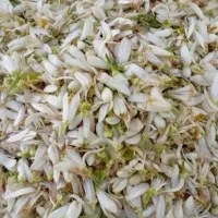 بهار نارنج بهارنارنج