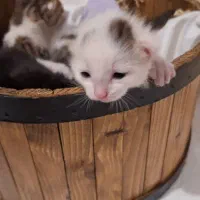 تشت گربه.جای خواب گربه.جای وسایل