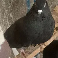 کبوتر سیاه دم سفید