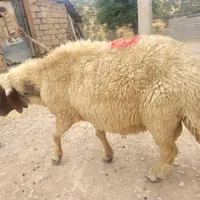 قوچ سنجابی ۳ شیره اصیل|حیوانات مزرعه|خرمآباد, |دیوار