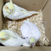 طوطی عروس هلندی