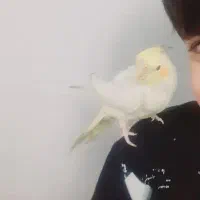 طوطی سرحال دستی آروم