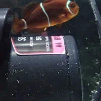 دلقک ماهی آبشور آب شور