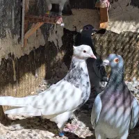 کفتر کبوتر پرنده پرشی جفگاه