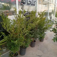گلخانه محودی