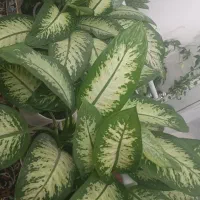 فروش انواع دیفن باخیا آگلونمای مادر