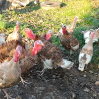 بوقلمون و غاز|حیوانات مزرعه|رشت, کوی قدس|دیوار