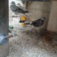فروش خروس لهستانی و تعدادی کبوتر|حراج|قم, شاه ابراهیم|دیوار