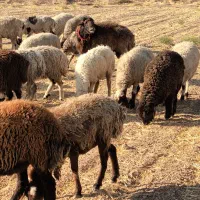 قوچ فروشی