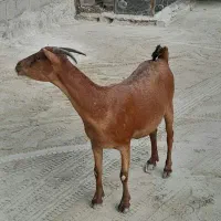 یک عدد بز جوان و هیکلی جمولی