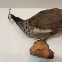 طاووس و پرنده خشکل تاکسدرمی|صنایع دستی و سایر لوازم تزئینی|اردبیل, |دیوار