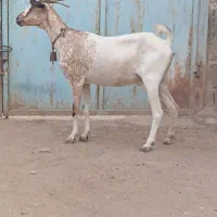 بز آبستن|حیوانات مزرعه|بندرعباس, |دیوار