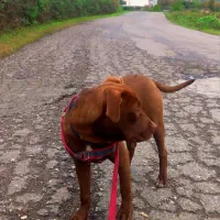 یک قلاده سگ پیتبول آمریکایی