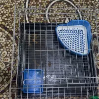 قفس خرگوش و همستر و بچه گربه