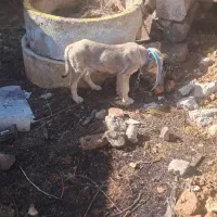 سگ پژدر اصل|سگ|زیویه, |دیوار