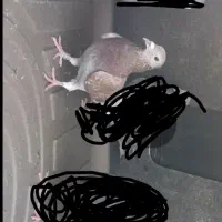 کبوتر گمشده