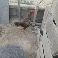 خروس لاری