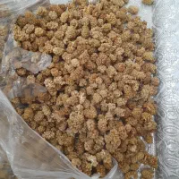 توت|حراج|جوانرود, |دیوار