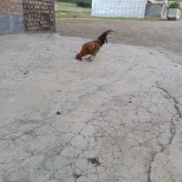 خروس جوان یک ساله