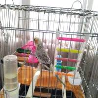 عروس هلندی ماده|پرنده|تهران, شهرک هما|دیوار