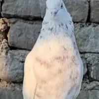 باعرض سلام برعشقبازان کفترای ناب