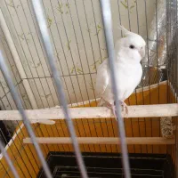 گمشده|حیوانات|بروجرد, |دیوار