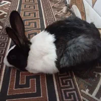 جواد