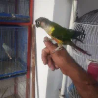گرینچیک