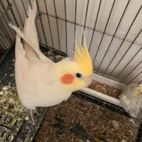 عروس هلندی و طوطی برزیلی