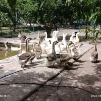 قوغاز اکراینی و لیندا