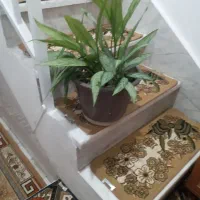 گل طبیعی سالم|گل و گیاه طبیعی|کرمانشاه, |دیوار