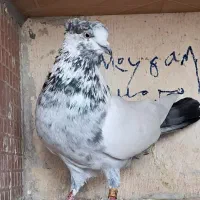 کبوتر2عددغریب بلندی