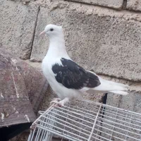 پلاکی و دوکت|پرنده|بندر گناوه, |دیوار