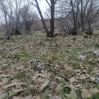 مرغ کرچ بشرط