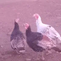 ۶عدد بوقلمون دونه ای ۲۶۰۰|حیوانات مزرعه|دشتک, |دیوار