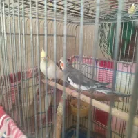 عروس هلندی جفت مولد