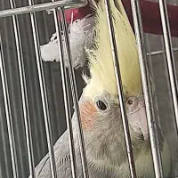 عروس هلندی نر رنگ خاکستری لیمویی سالم