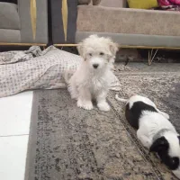 سلام سگ شیتز فلت وتوله معاوضه میکنم با پرنده|سگ|مشهد, رسالت|دیوار