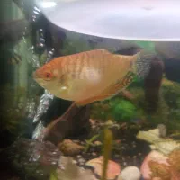 فروش فوری یک عدد ماهی گورامی