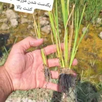 بذرمال|گل و گیاه طبیعی|بیجار, |دیوار