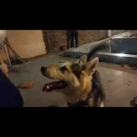 سگ هاسکی|سگ|مشهد, وکیل‌آباد|دیوار