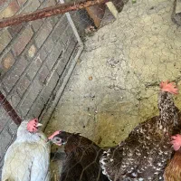 مرغ دونه ای ۱تومن
